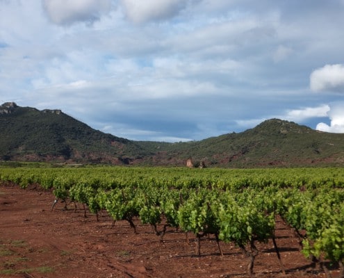 Randonnée vignerone hérault