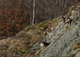 Mouflons du Caroux