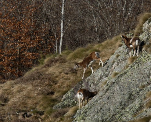 Mouflons du Caroux