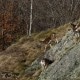 Mouflons du Caroux